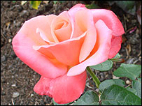 The rose - symbolic in Sufism
