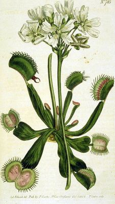 320px-Drawing_of_Venus_Flytrap